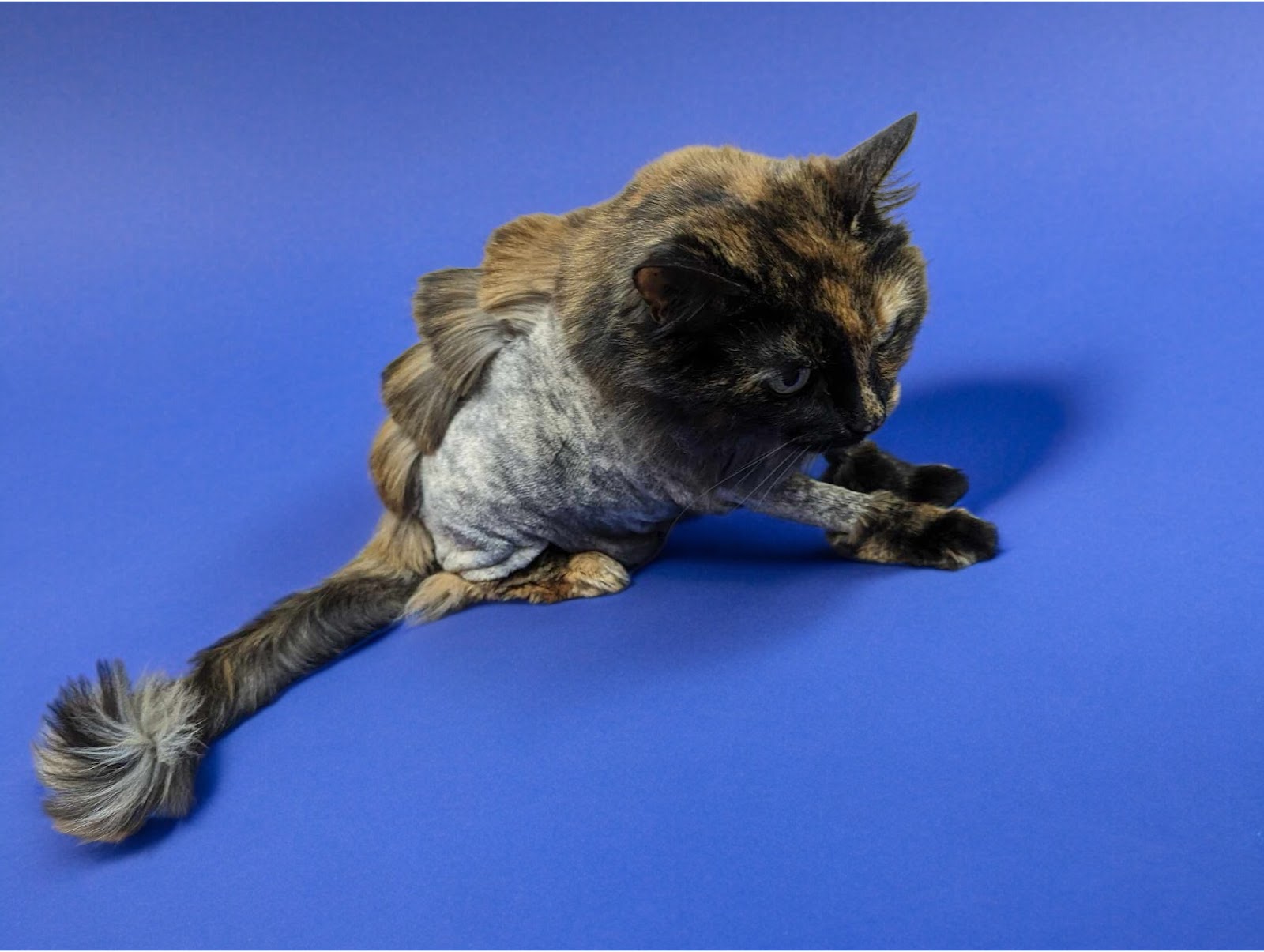 Cats in the City - TANDEM Cat® Grooming