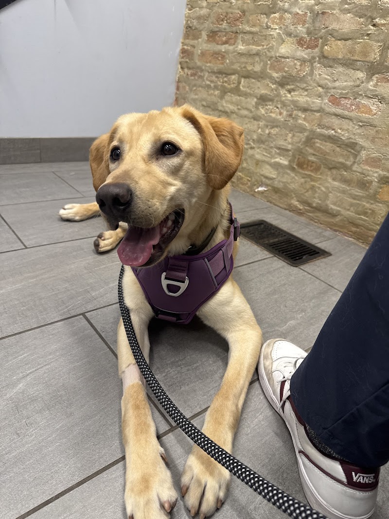 Companion Animal Hospital Wicker Park photo 2