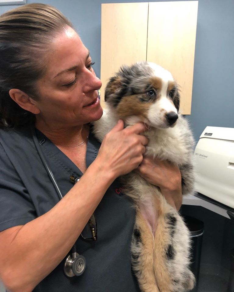 Companion Animal Hospital Wicker Park photo 3