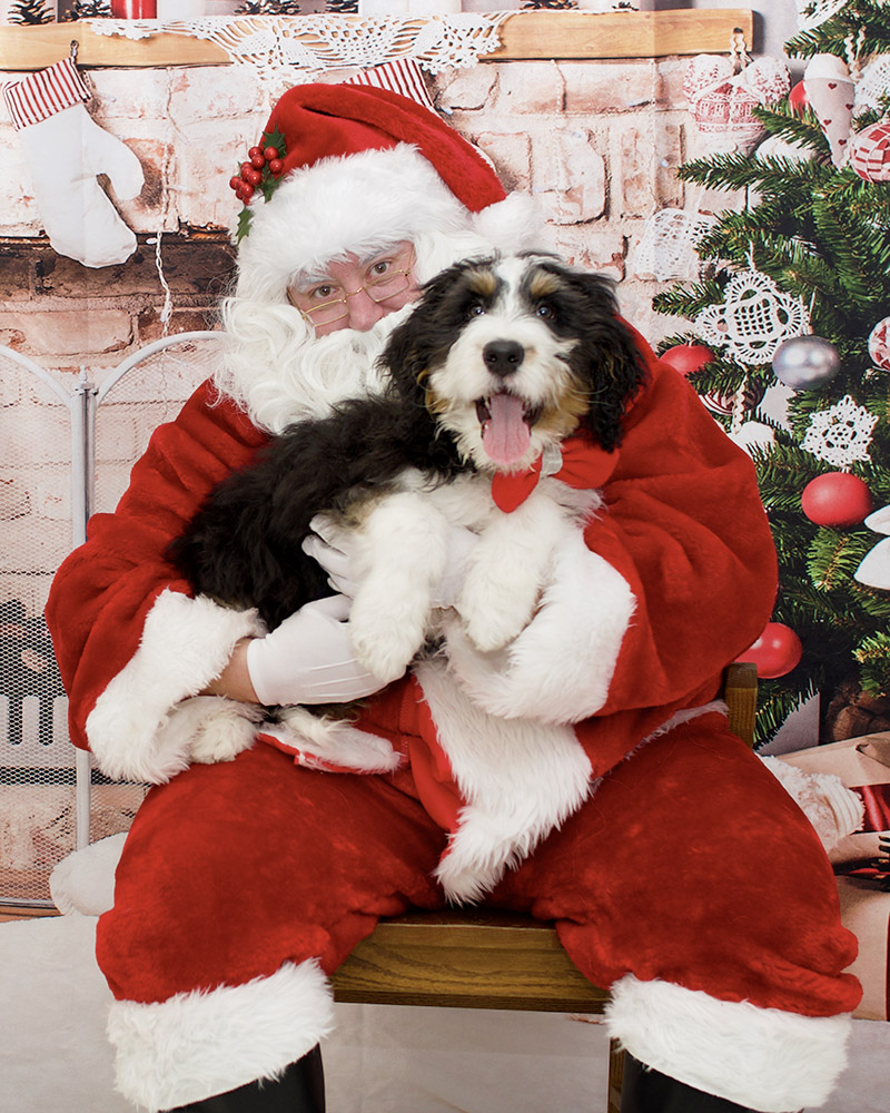 Lombard Veterinary Hospital photo 2