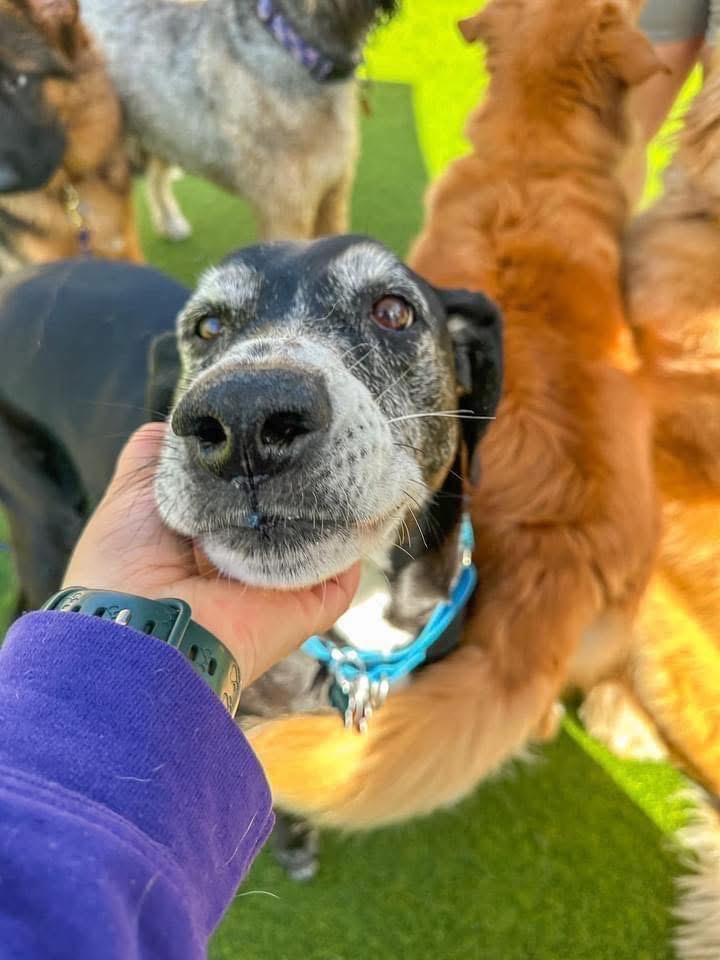 Central Bark Doggy Day Care