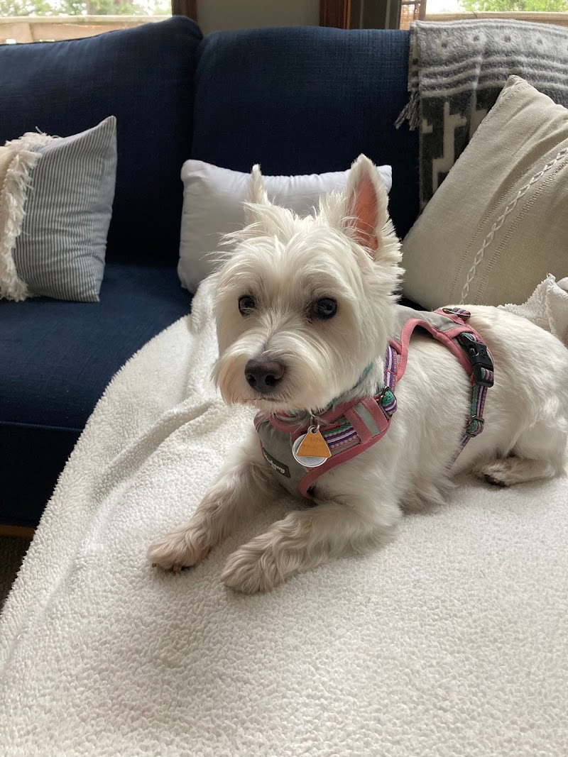 Central Bark Doggy Day Care photo 2