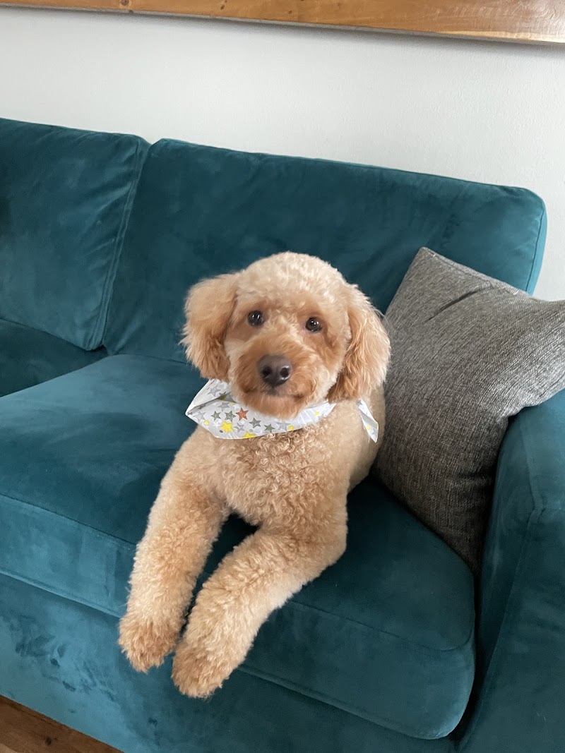 Central Bark Doggy Day Care photo 3