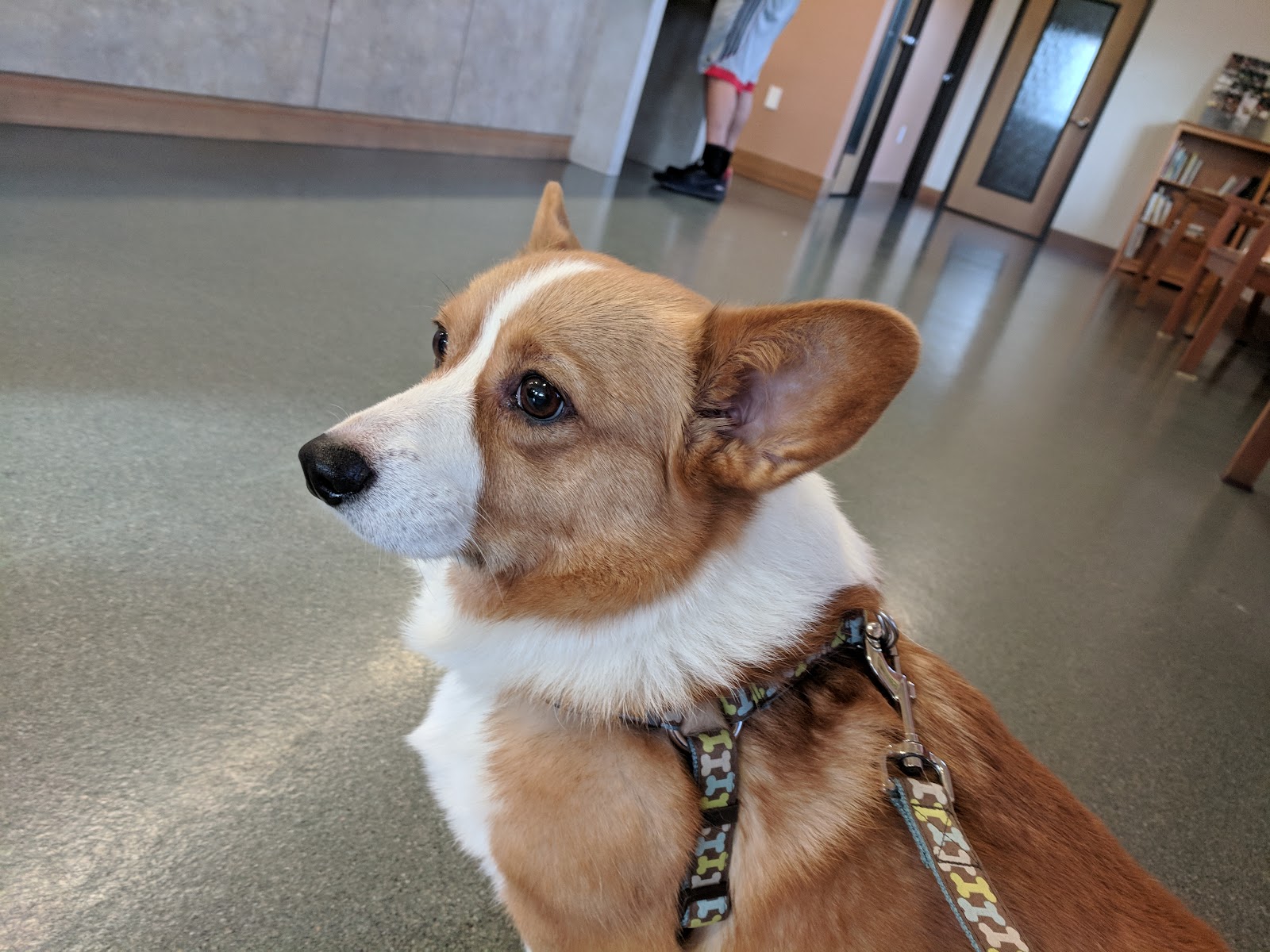 Cedar Mill Veterinary Hospital