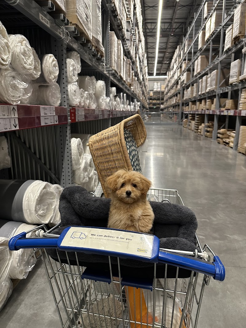 Cedar Puppies & Pets photo 2