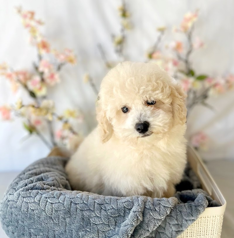 Cedar Puppies & Pets photo 3