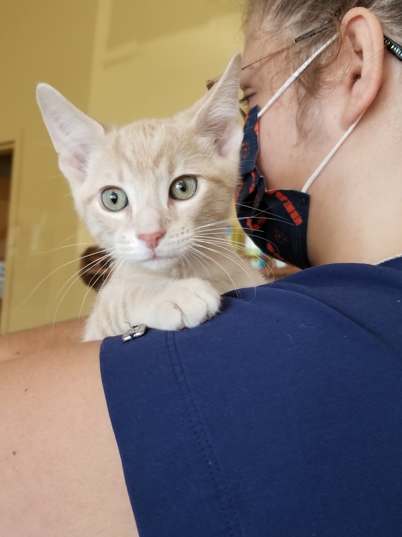 South Town Animal Hospital photo 3