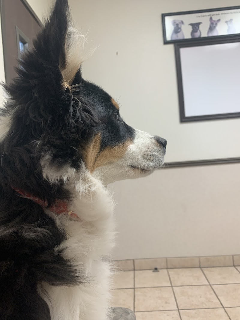 Centennial Hills Animal Hospital