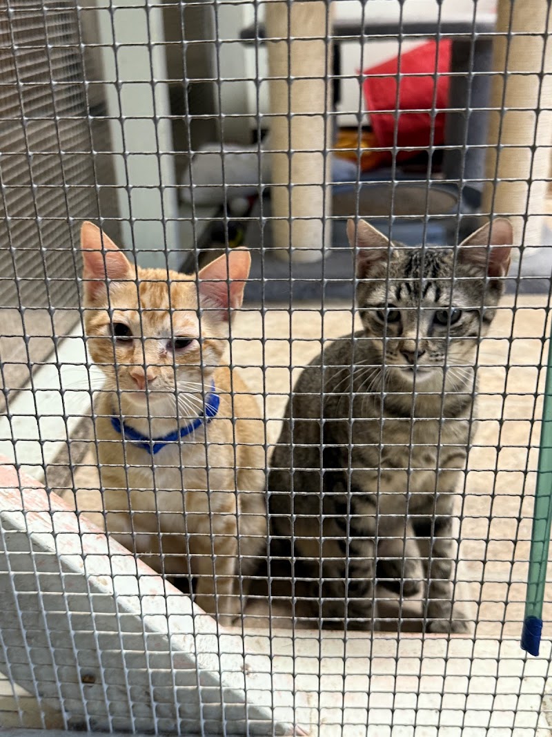 Central Texas SPCA photo 2