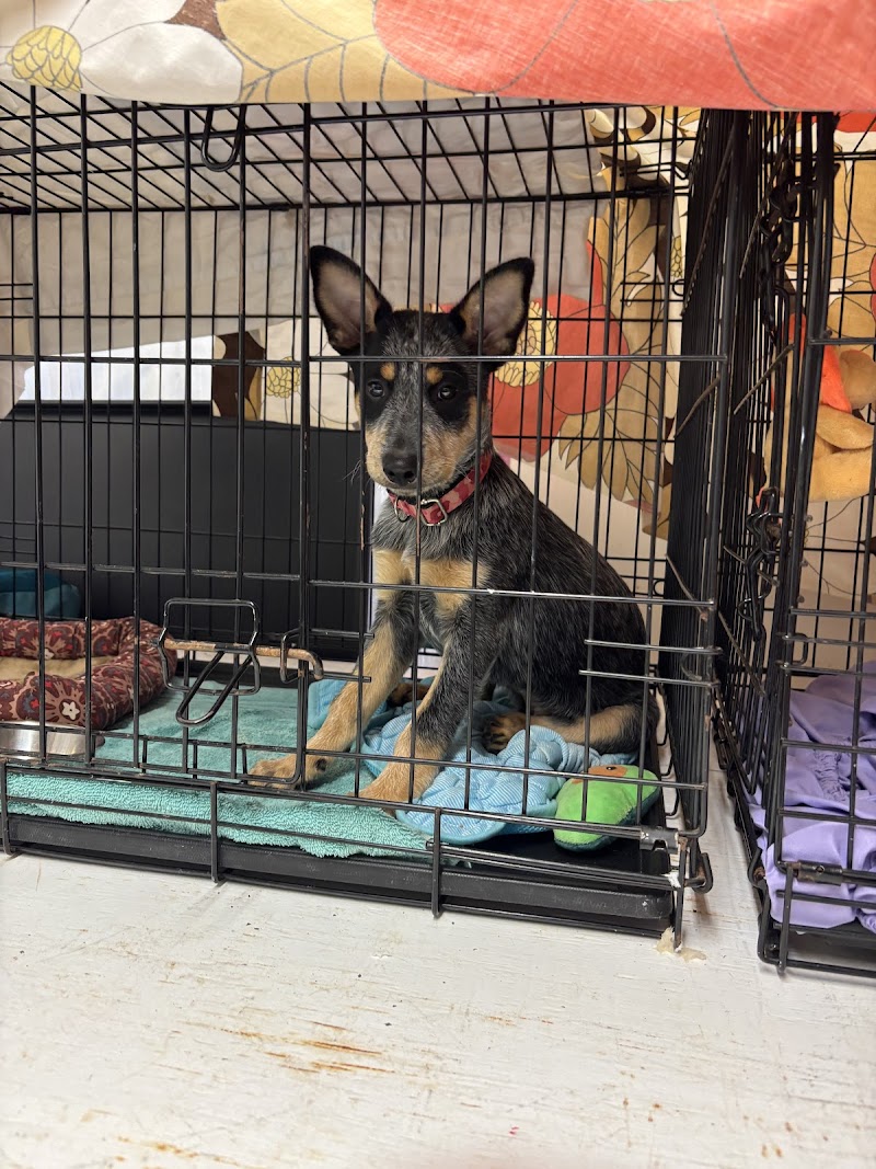 Central Texas SPCA photo 3