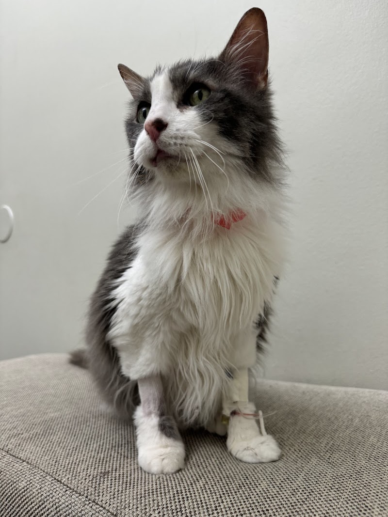 Central Texas Veterinary Speciality and Emergency Hospital photo 3