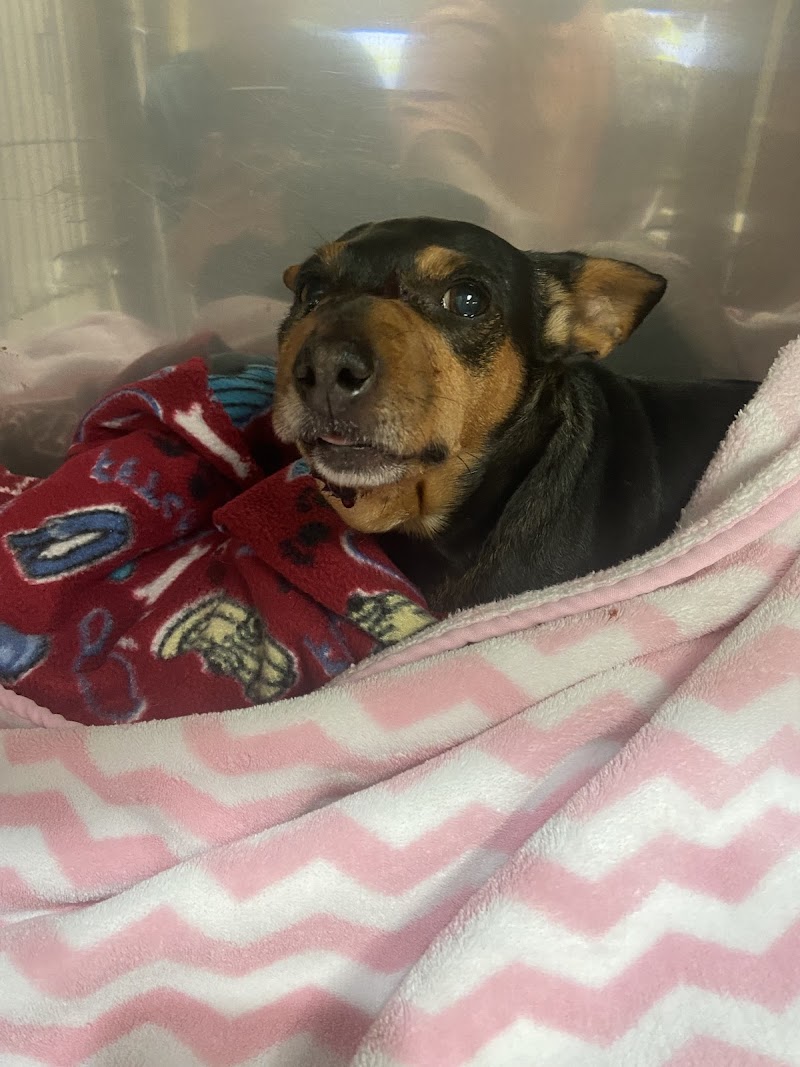 Central Texas Veterinary Speciality and Emergency Hospital- Round Rock photo 2