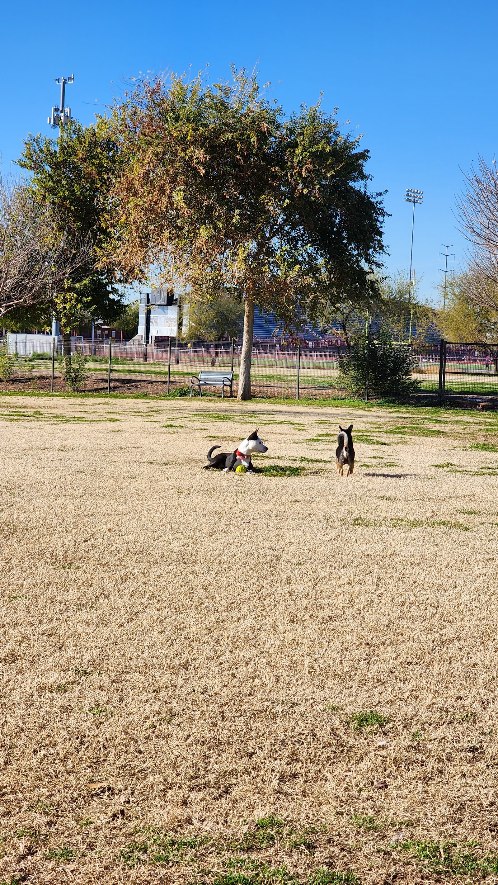 Cesar Chavez Dog Park