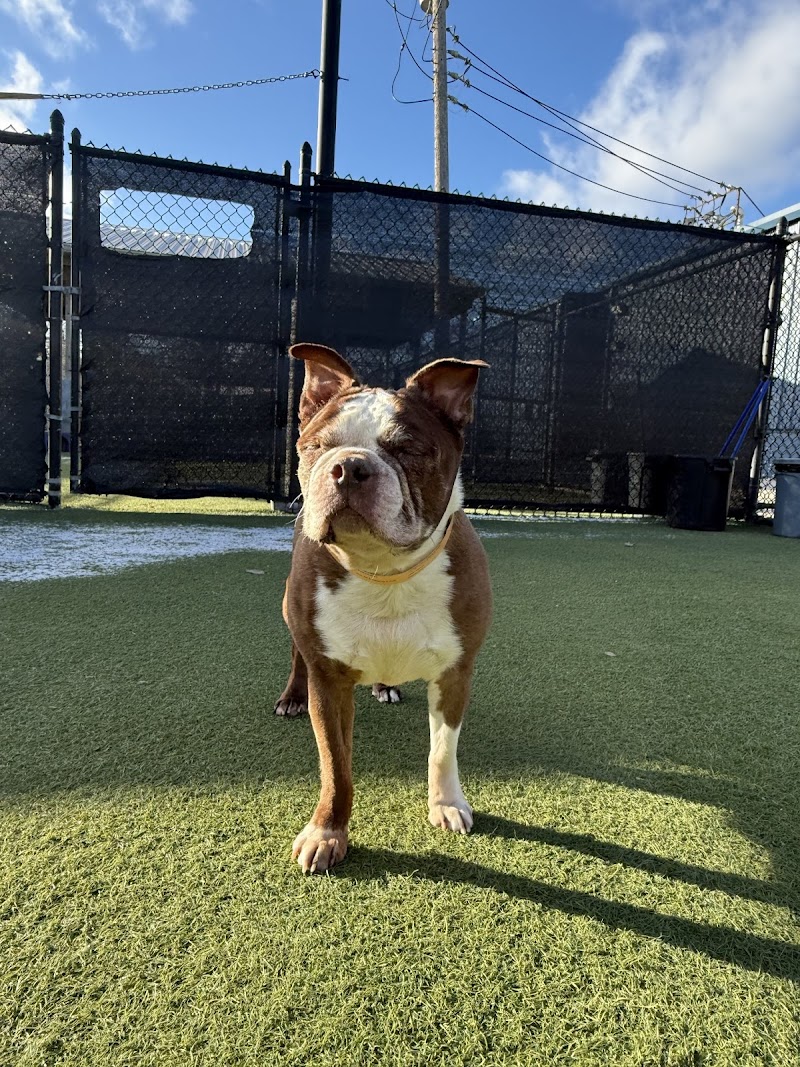 Paws & Play Dog Resort & Training Center