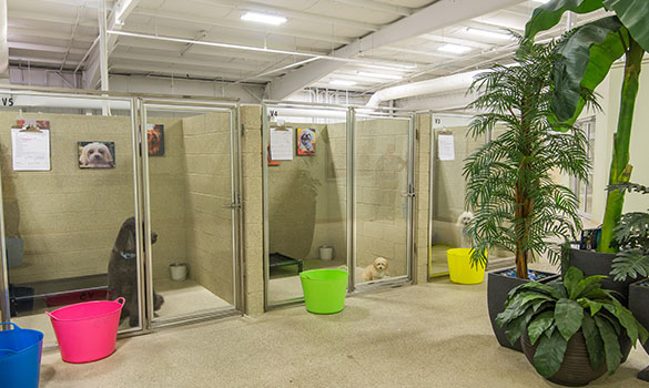 Paws & Play Dog Resort & Training Center photo 2