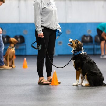 Paws & Play Dog Resort & Training Center photo 3