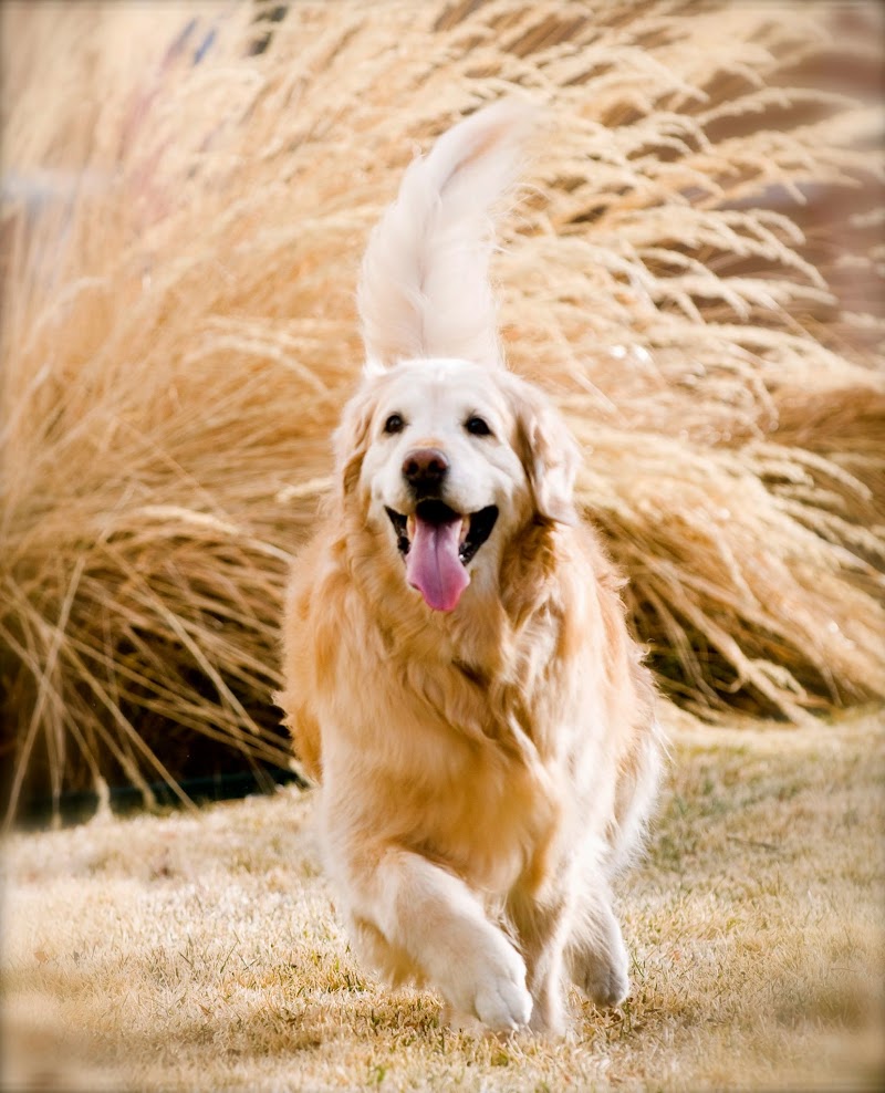 Chewy's Bonetique photo 2