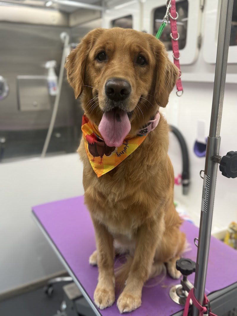 Chic Paws Pet Grooming photo 2