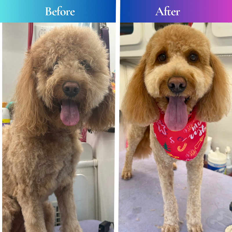 Chic Paws Pet Grooming photo 3