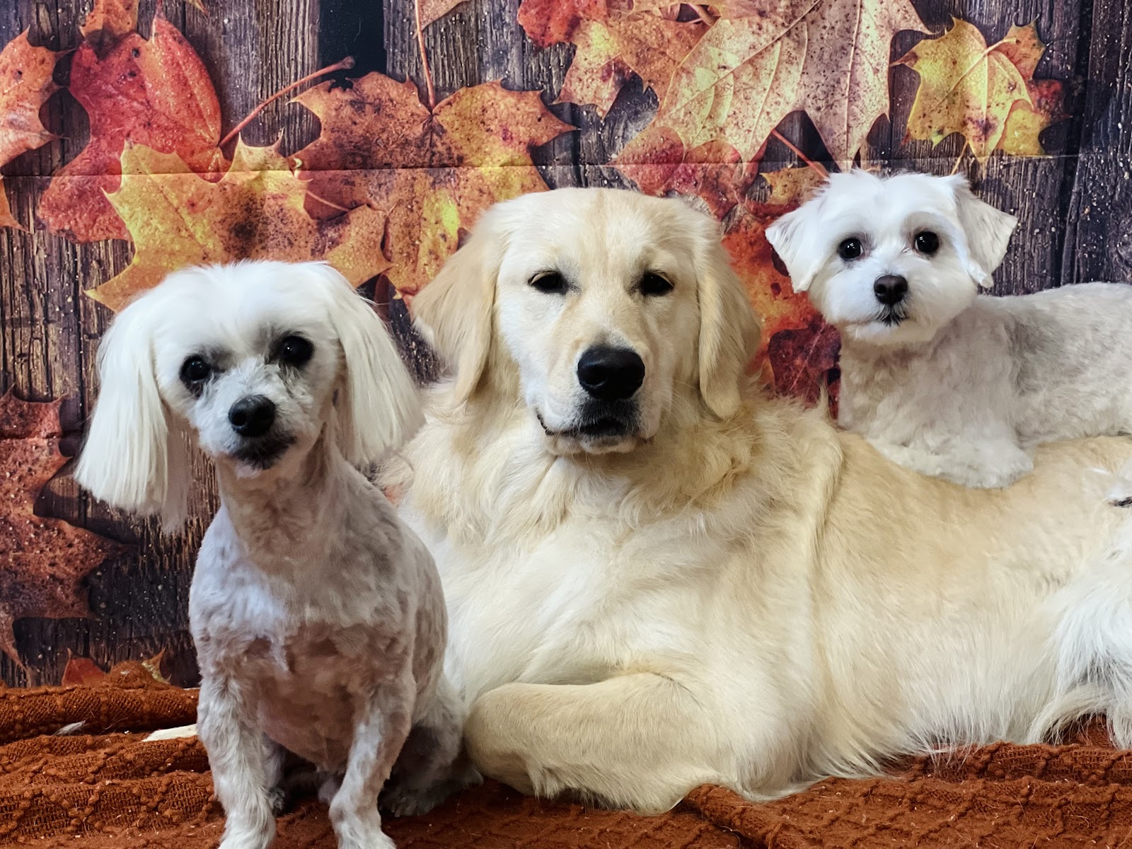 Christine's Pampered Pooches