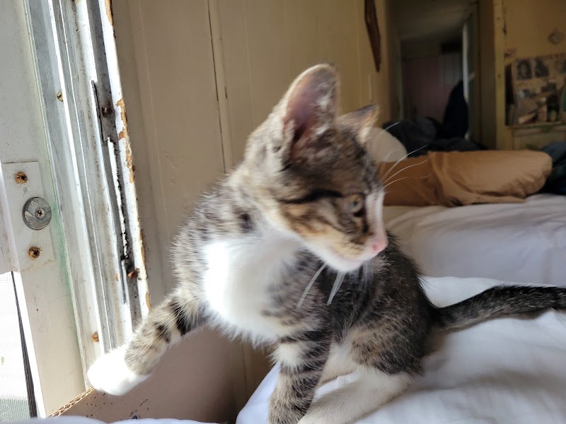 Chula Vista Animal Services photo 2