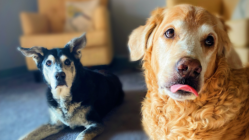 Circle of Life Pet Cremation Services