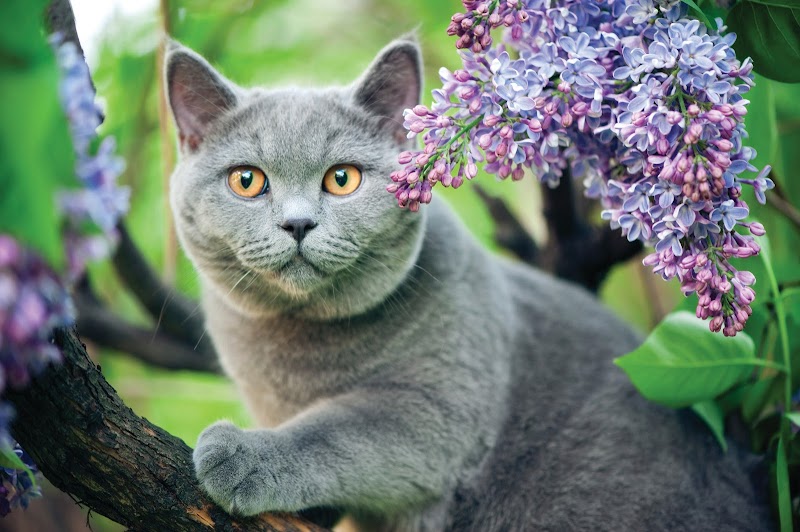 Circle of Life Pet Cremation Services photo 3