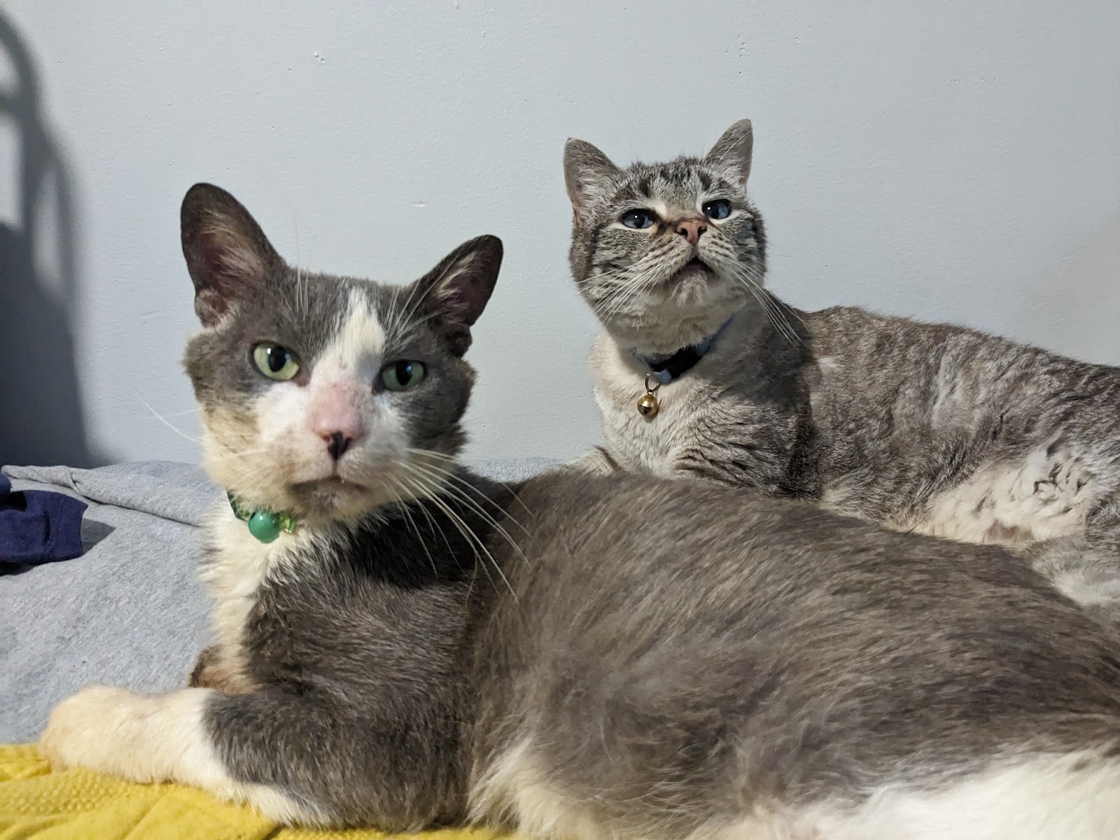 City Dogs & City Kitties Rescue