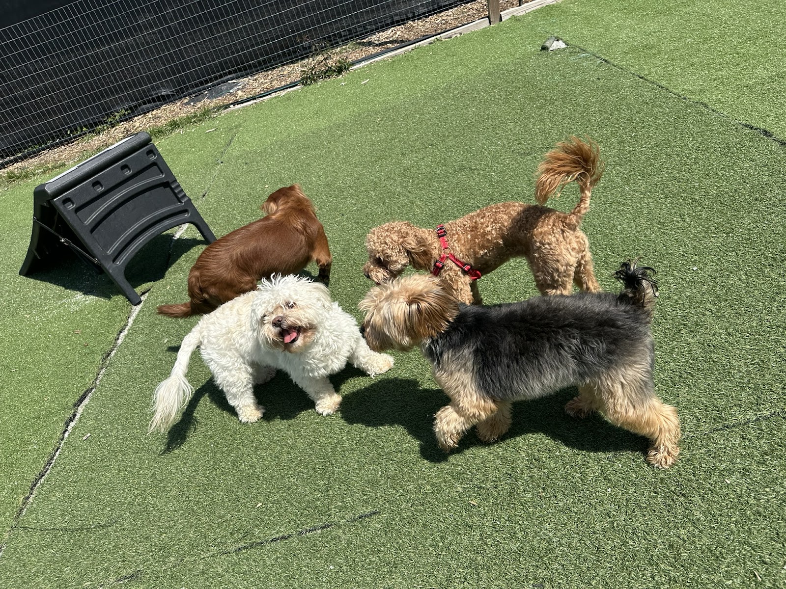 City Dogz ATL