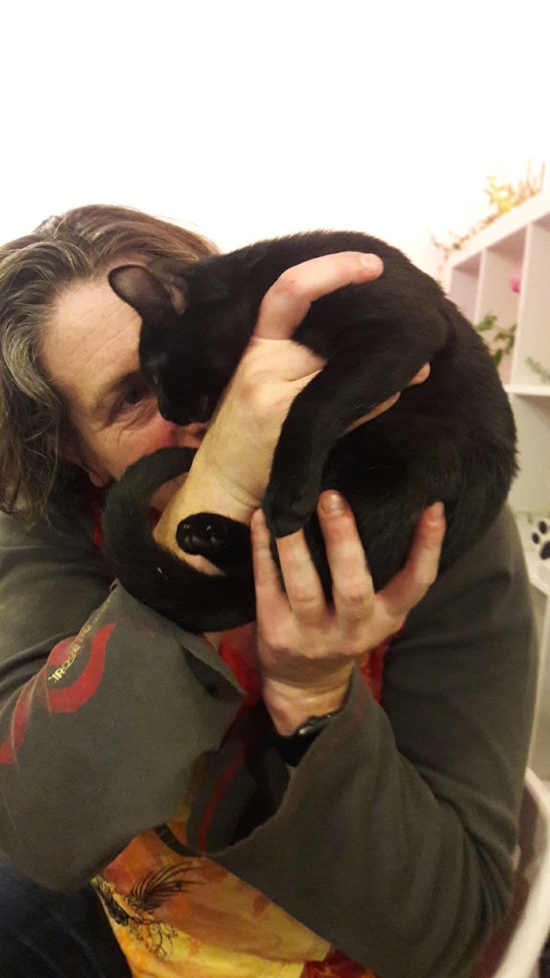 City Kitty Sitter photo 3