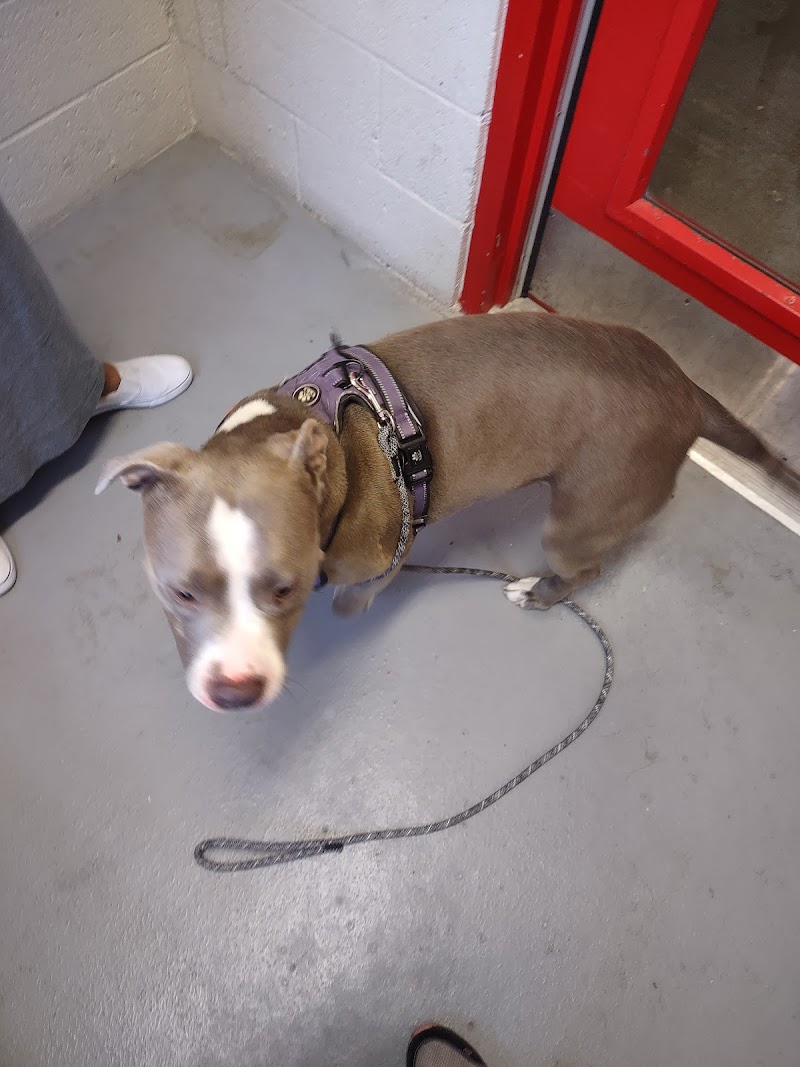 City of Henderson Animal Protection Services photo 2