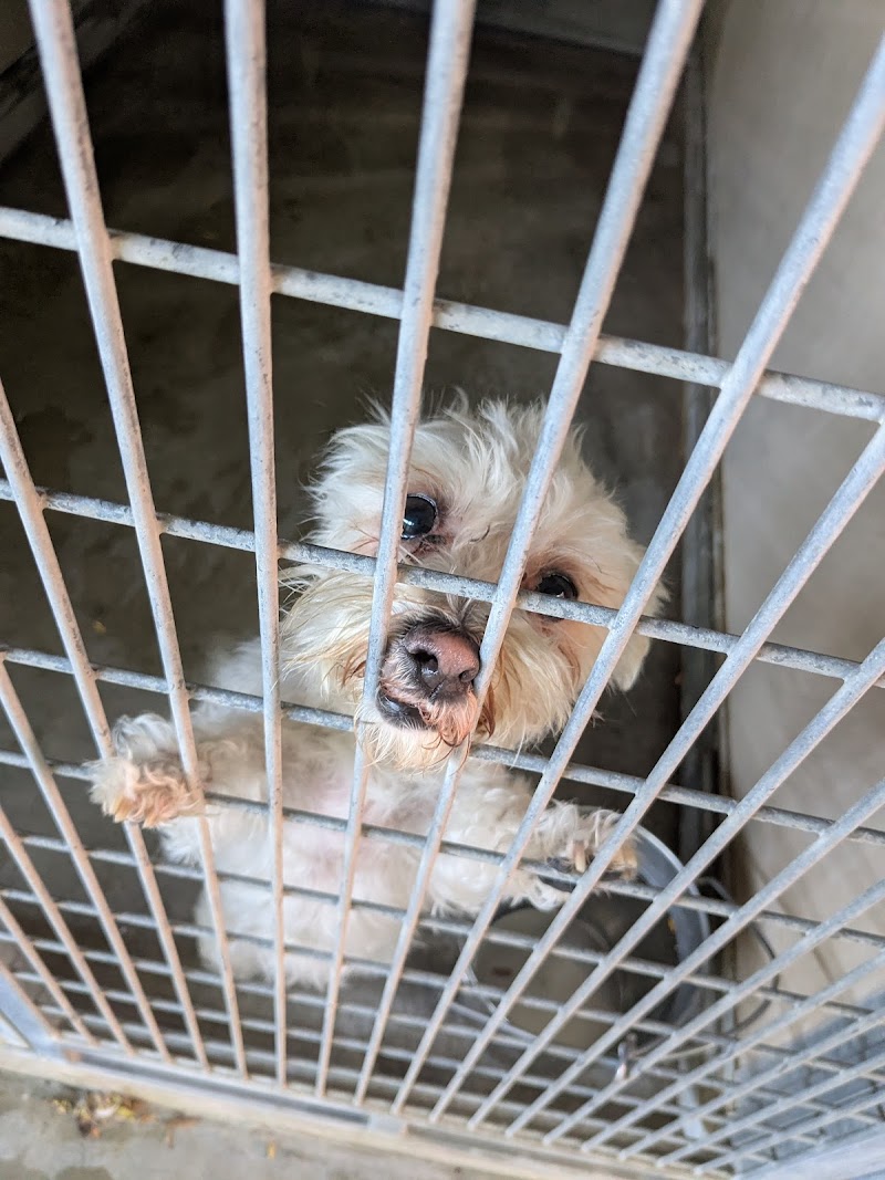 City of Henderson Animal Protection Services photo 3