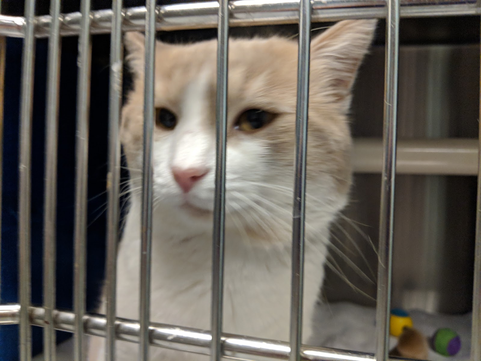City of Santa Monica Animal Shelter