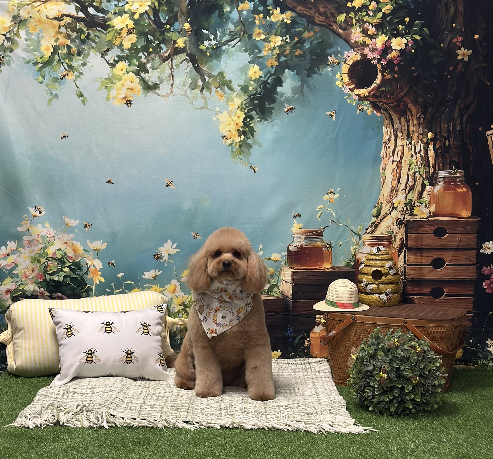 City Pets Grooming Salon