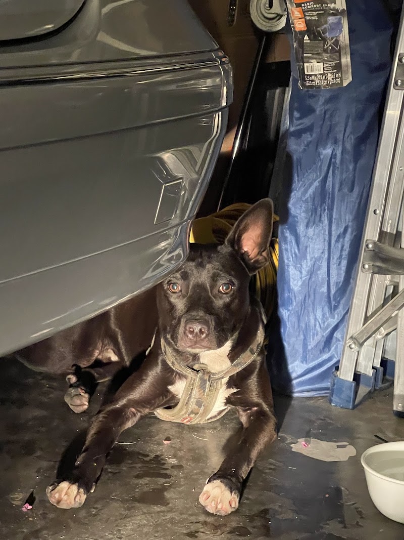 Clark County Animal Control