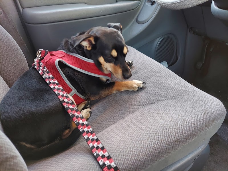 Clark County Animal Control photo 2