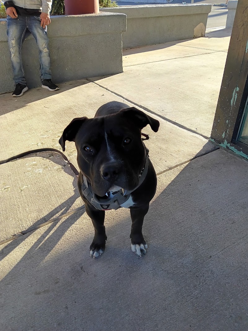 Clark County Animal Control photo 3