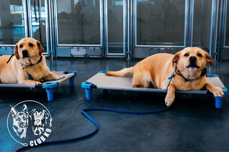 Club K9 photo 3