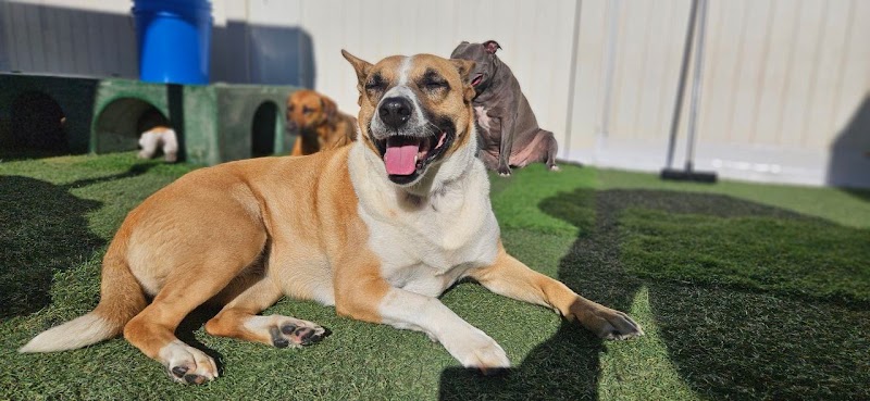 Club ULD - U Lucky Dog Daycare photo 2