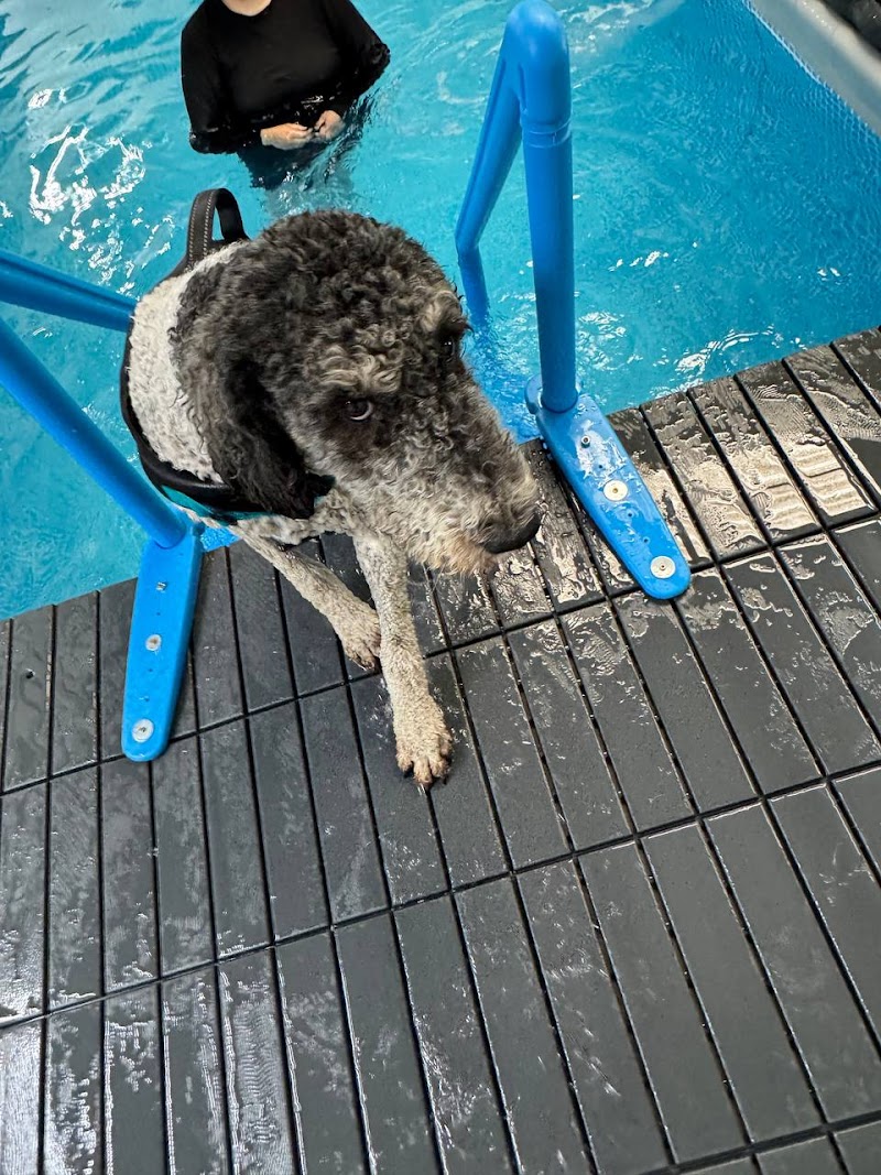 Club ULD - U Lucky Dog Daycare photo 3