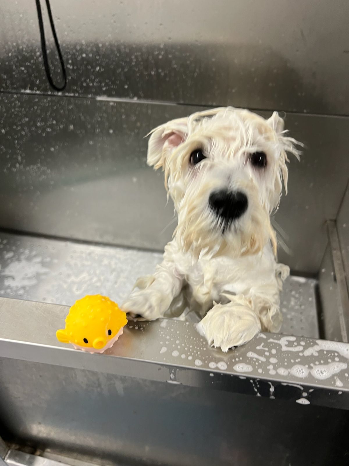 Coatly Bath and Groom