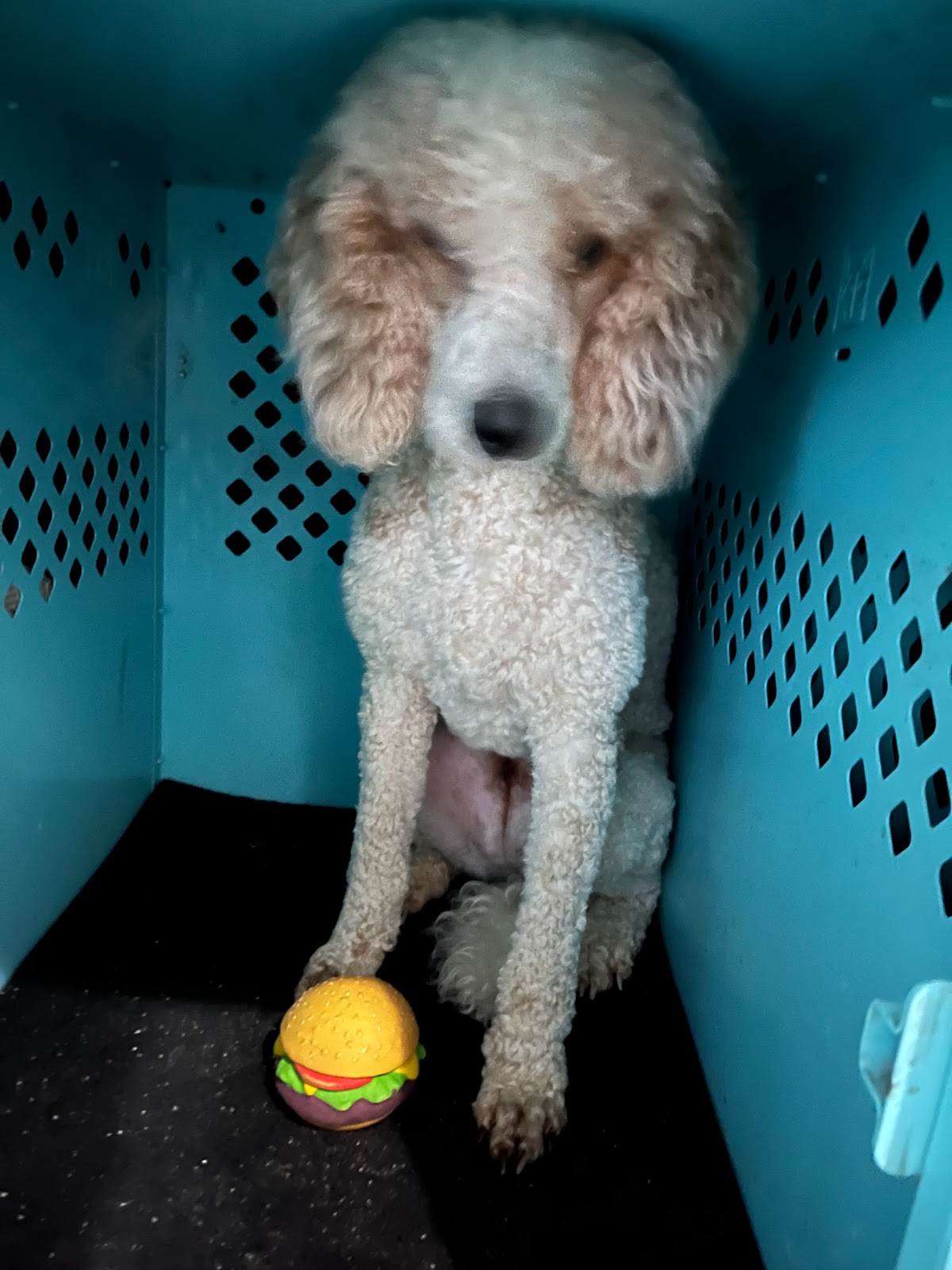 Coble's Cross Country Pet Transport LLC photo 3