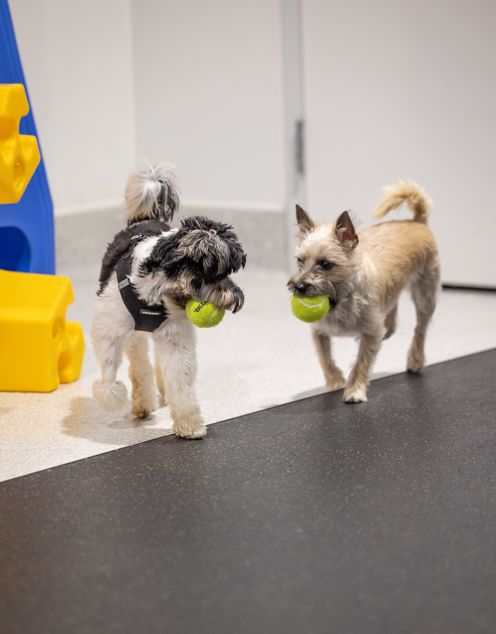 Colby's Dogcare and Spa