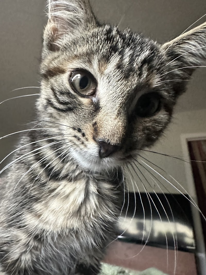 Colorado Animal Rescue photo 2