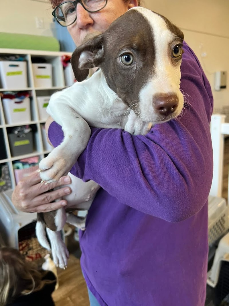 Colorado Puppy Rescue