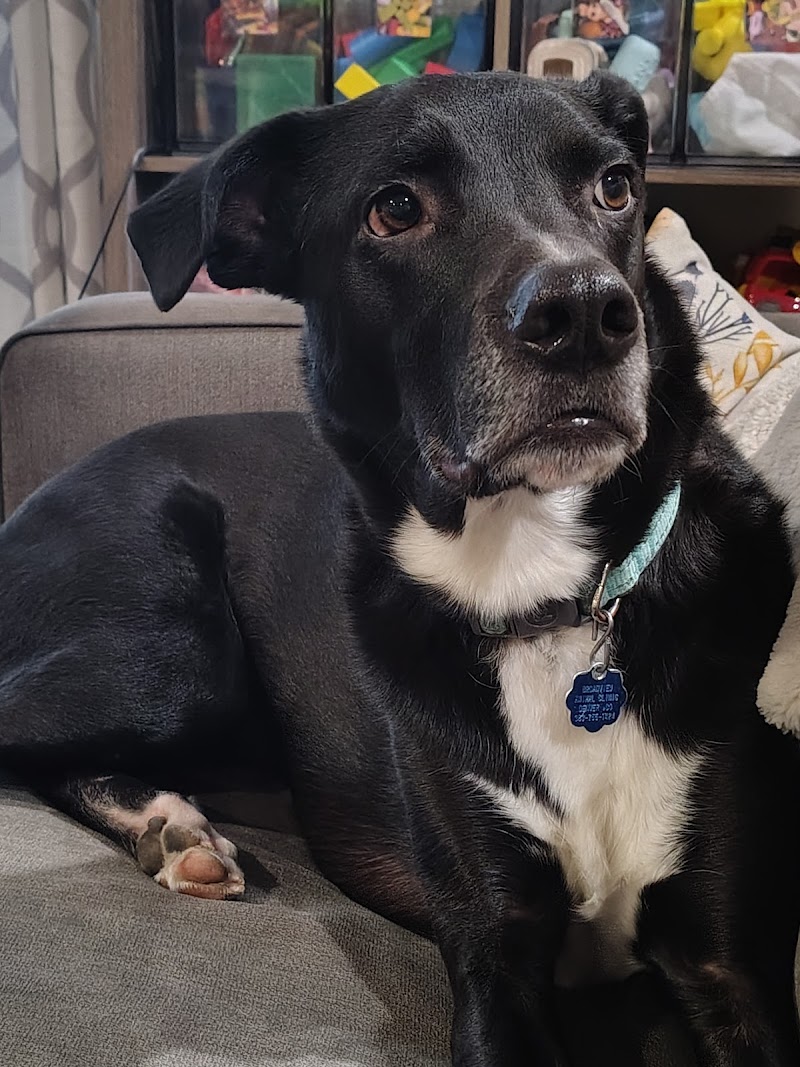 Colorado Puppy Rescue photo 2