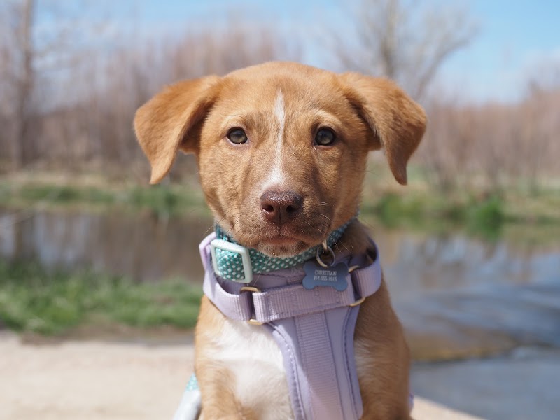 Colorado Puppy Rescue photo 3