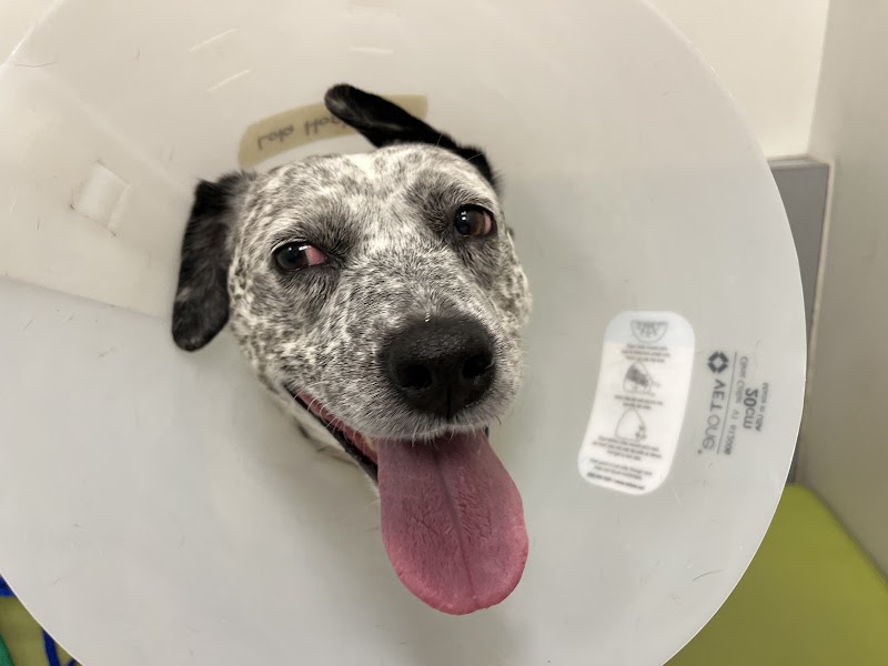 Colorado Veterinary Specialty Group photo 2