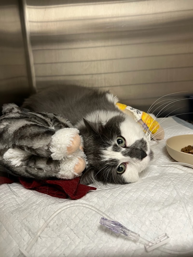 Colorado Veterinary Specialty Group photo 3