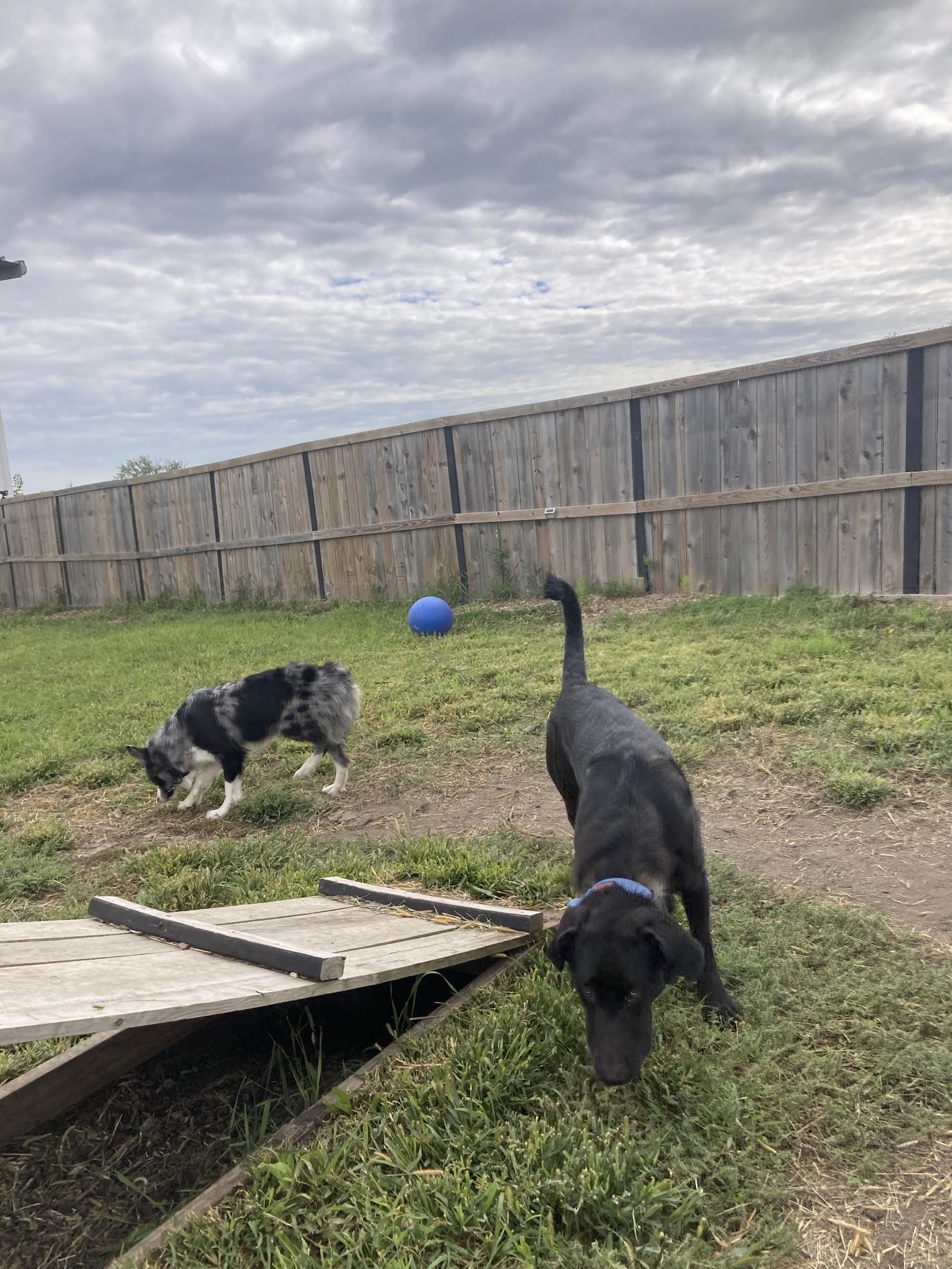 Companion Acres